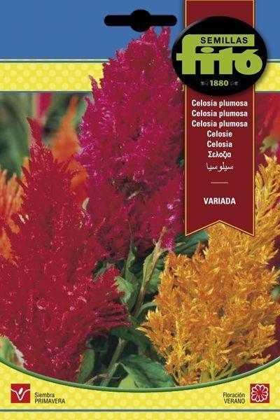 CELOSIA PLUMOSA VARIADA SUPERBOL