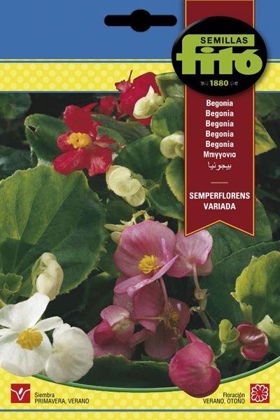 BEGONIA SEMPERFLORENS VARIADA SUPERBOL