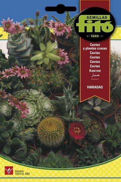 CACTUS Y PLANTAS CRASAS VARIADOS SUPERBOL