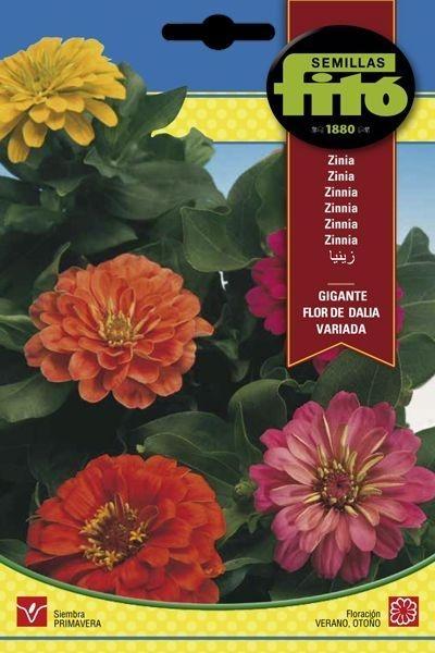 ZINIA GIGANTE FLOR DE DALIA VARIADA SUPERBOL