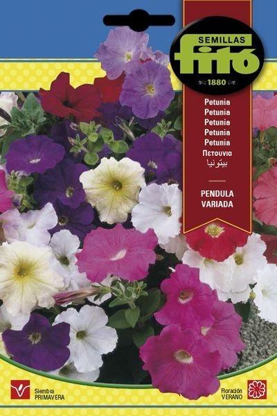 PETUNIA PENDULA VARIADA SUPERBOL