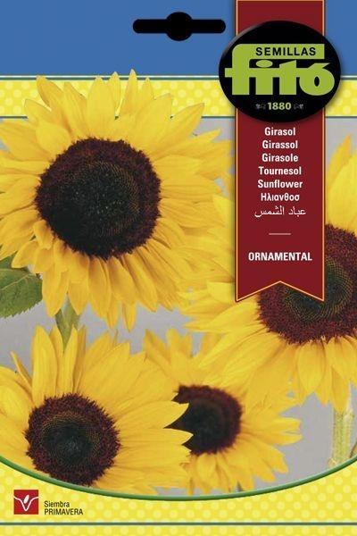 GIRASOL ORNAMENTAL SUPERBOL