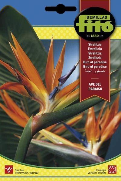 STRELITZIA AVE DEL PARAISO SUPERBOL